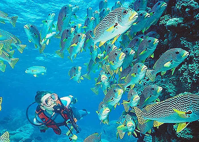 Torralta 601 알보르